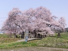 Ishibe Sakura