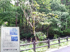 Moriaokaeru noMori; Green Tree Frog Forest